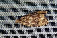 Celypha lacunana