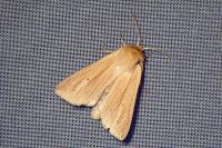 Mythimna pallens