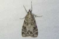 Eudonia mercurella