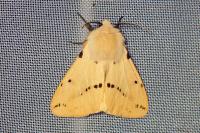 Spilarctia lutea