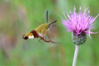 Hemaris fuciformis