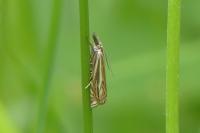 Crambus lathoniellus