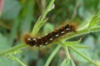 Euproctis chrysorrhoea