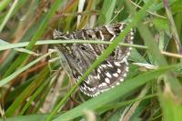 Euclidia mi