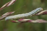 Eremobia ochroleuca
