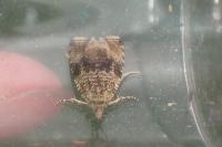 Celypha lacunana