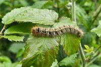 Lasiocampa quercus