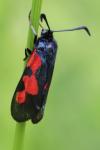 Zygaena trifolii