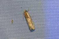 Eucosma cana
