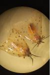 Spilosoma lubricipeda