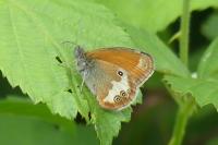 Coenonympha arcania