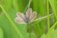 Cupido minimus