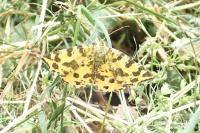 Pseudopanthera macularia
