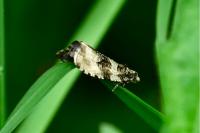 Celypha lacunana