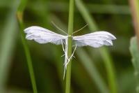 Pterophorus pentadactylus