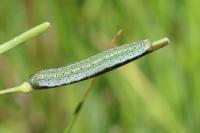 Anthocharis cardamines
