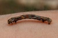 Ectropis crepuscularia