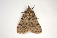 Aglossa pinguinalis