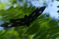 Anania funebris