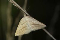 Petrophora chlorosata