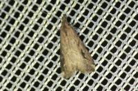 Schrankia costaestrigalis