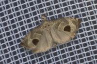 Notocelia uddmanniana