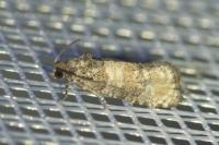 Piniphila bifasciana