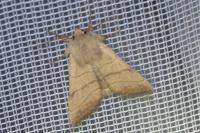 Charanyca trigrammica