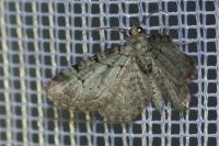 Pasiphila rectangulata