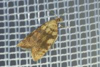 Aleimma loeflingiana