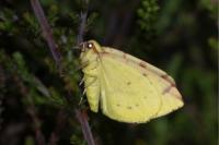 Opisthograptis luteolata