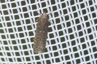 Neofaculta ericetella