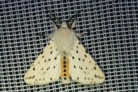 Spilosoma lubricipeda