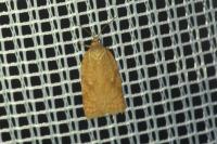 Acleris ferrugana/notana