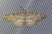 Hypomecis punctinalis