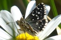 Pyrgus malvae