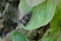 Selenodes karelica