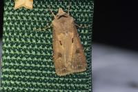 Agrotis exclamationis