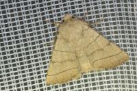 Charanyca trigrammica