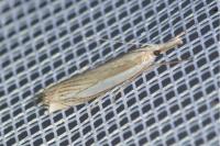Crambus pascuella