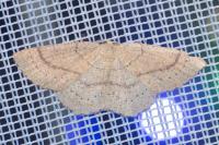 Cyclophora linearia