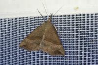 Hypena proboscidalis