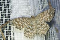 Scopula tessellaria