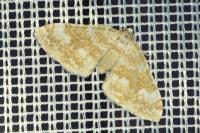 Perizoma flavofasciata