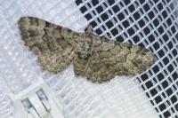 Pasiphila rectangulata