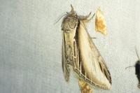 Pheosia tremula