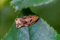 Archips xylosteana