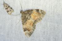 Dysstroma truncata