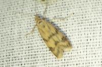 Homoeosoma sinuella