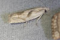 Eucosma metzneriana